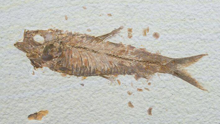 Knightia Fossil Fish - Wyoming #7594